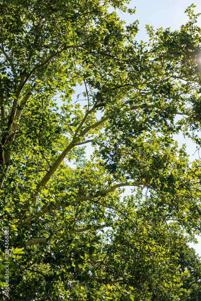 Green branches and leaves of a tall tree against a bright blue sky, with sunlight filtering through the foliage. Green branches and leaves of a tall tree against a bright blue sky, with sunlight filtering through the foliage.