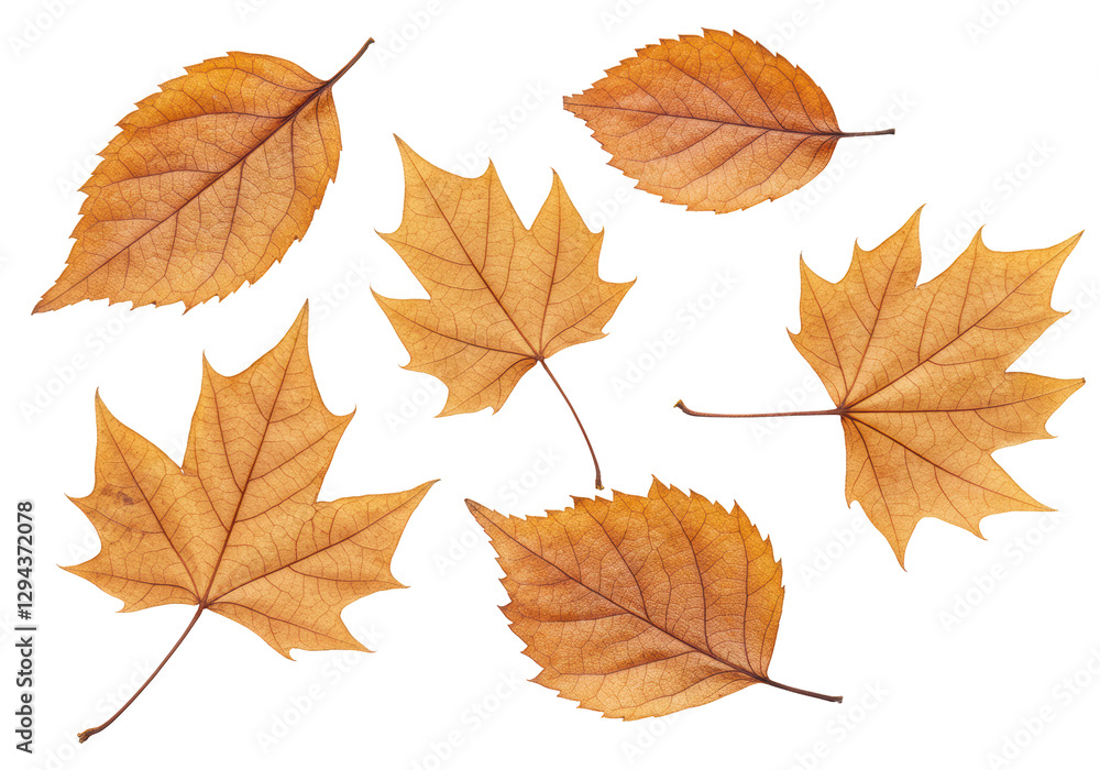 Isolated Assortment of Dry Autumn Leaves Isolated Assortment of Dry Autumn Leaves