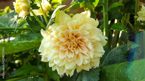 Close up photo of yellow flower Dahlia pinnata or garden dahlia are perennial plants with tuberous roots in the garden or landscape architecture design photo