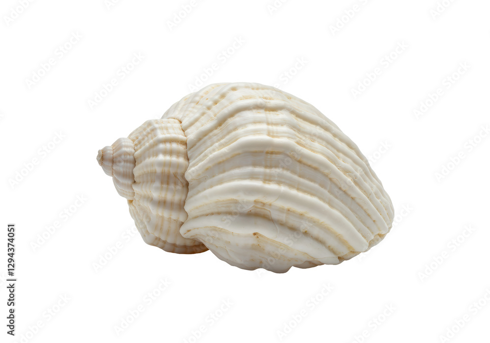 Isolated White Ocean Shell with Prominent Ribbed Texture
