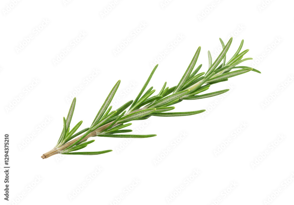 Fototapeta premium Isolated Fresh Rosemary Sprig, Aromatic Herb