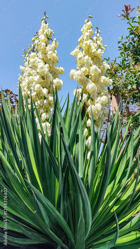 Obraz premium Yucca filamentosa or Adams needle in the garden design