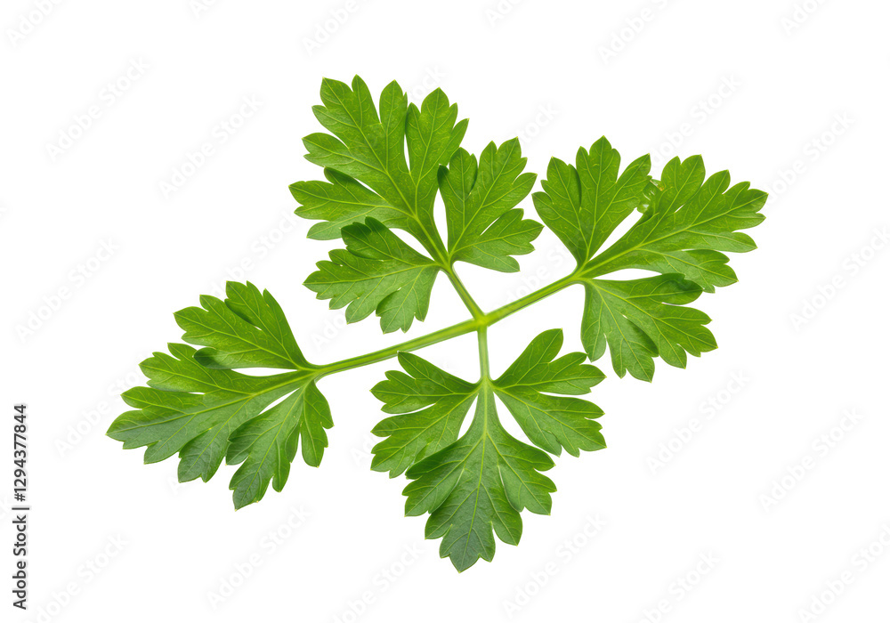Isolated Parsley Branch with Detailed Leaf Structure Isolated Parsley Branch with Detailed Leaf Structure