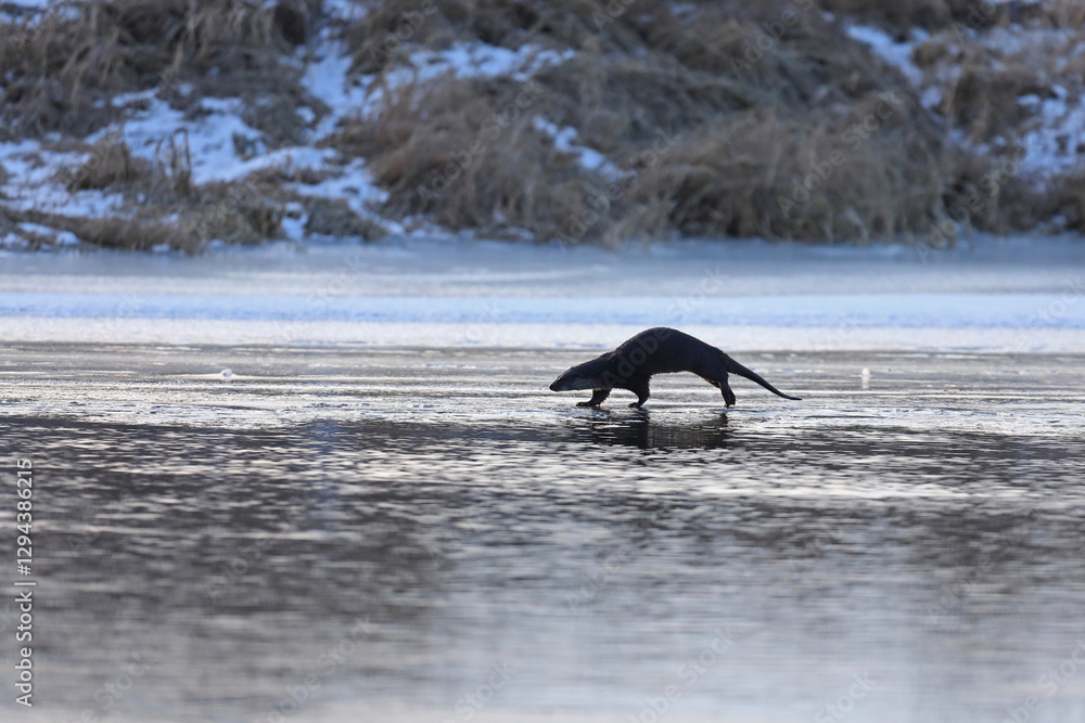 Wydra (Lutra lutra), otter