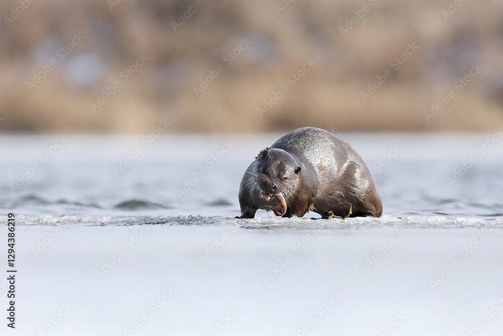 Wydra (Lutra lutra), otter