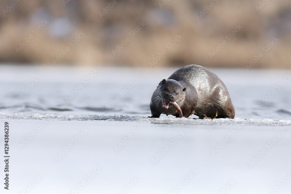 Wydra (Lutra lutra), otter
