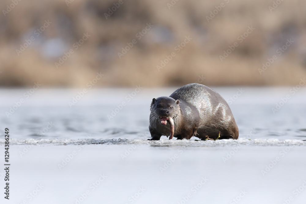 Wydra (Lutra lutra), otter