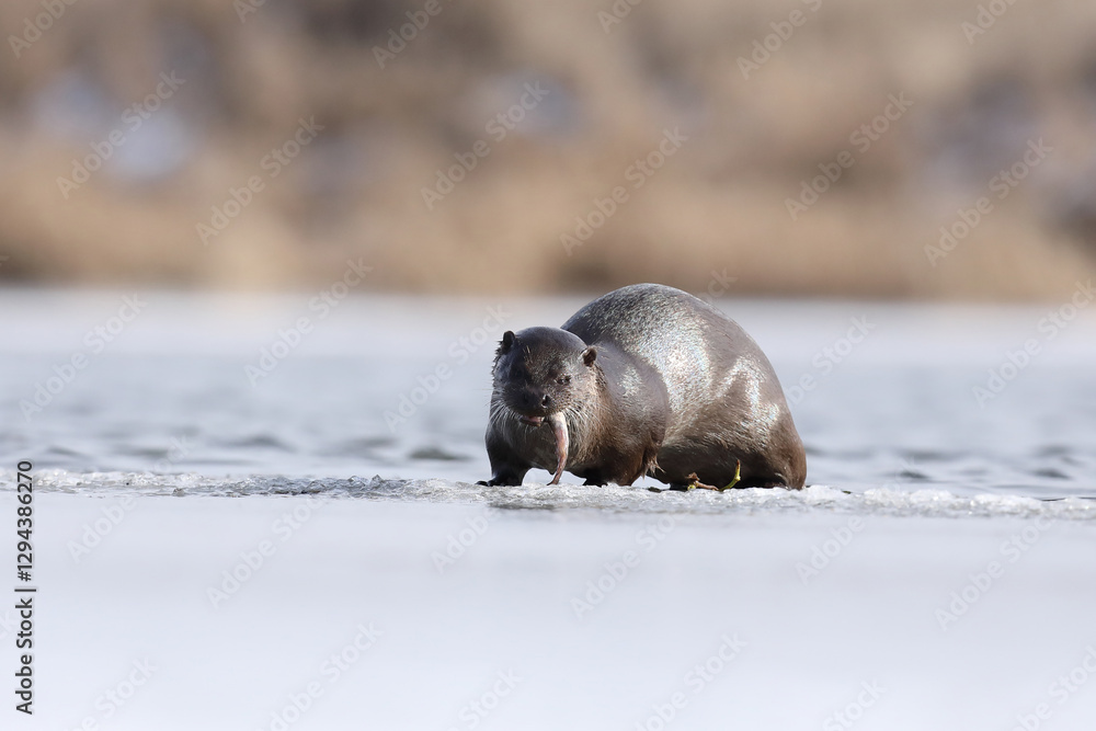Wydra (Lutra lutra), otter