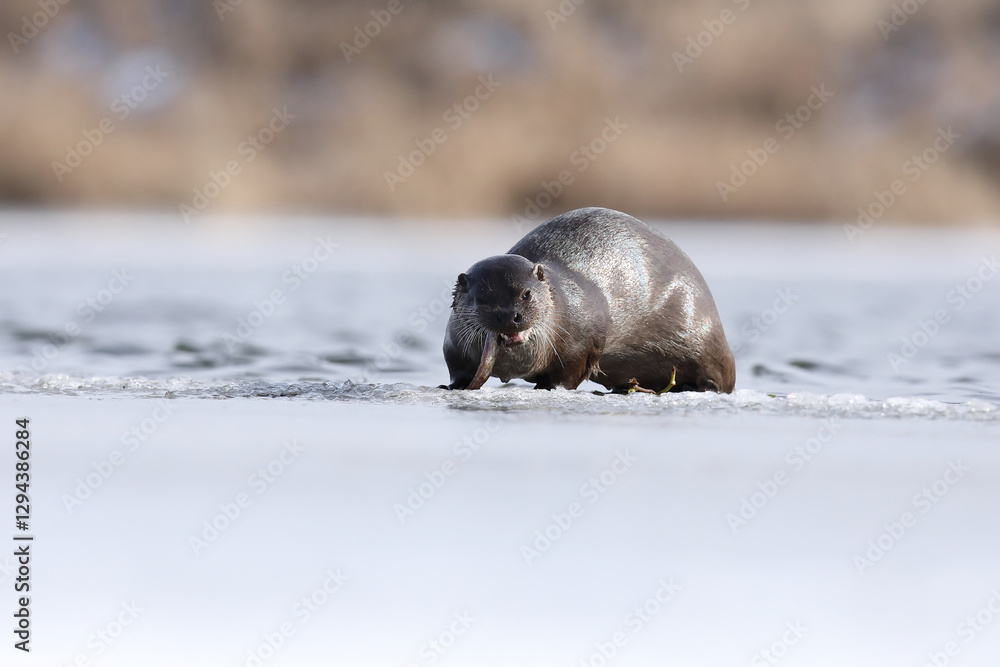 Wydra (Lutra lutra), otter