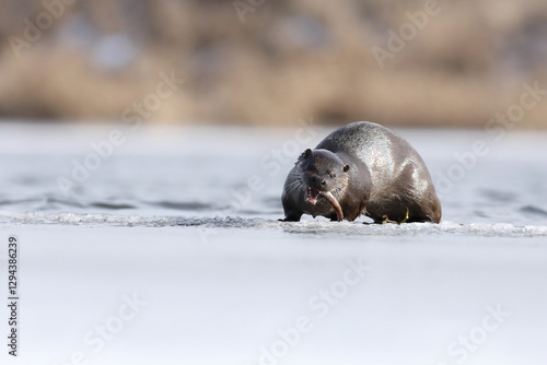Obraz na płótnie Wydra (Lutra lutra), otter w salonie
