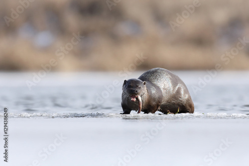 Obraz na płótnie Wydra (Lutra lutra), otter w salonie