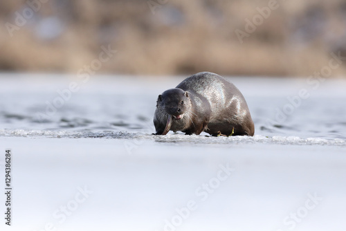 Obraz na płótnie Wydra (Lutra lutra), otter w salonie