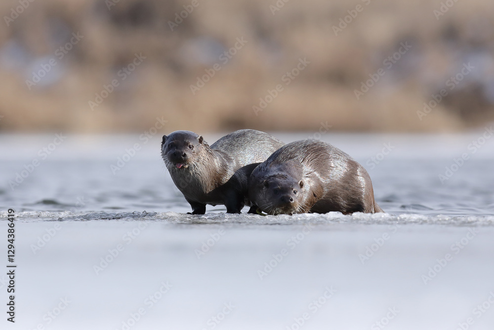 Wydra (Lutra lutra), otter