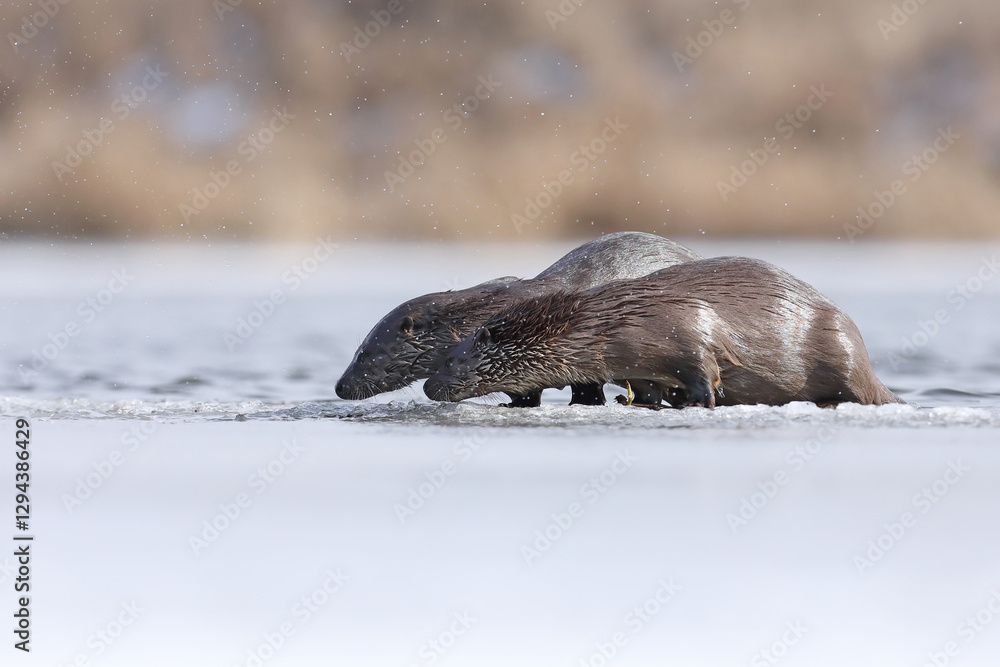 Wydra (Lutra lutra), otter