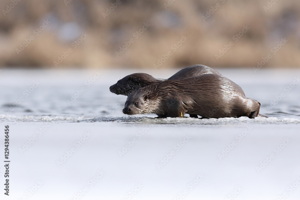 Wydra (Lutra lutra), otter