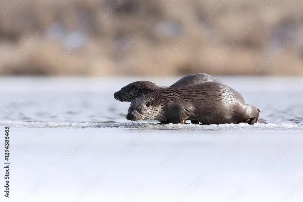 Wydra (Lutra lutra), otter
