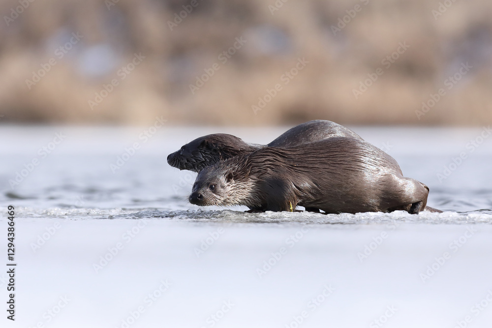 Wydra (Lutra lutra), otter