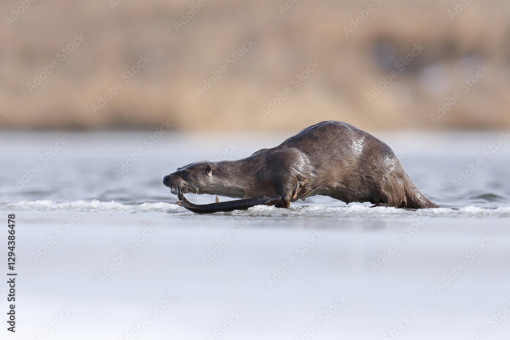 Wydra (Lutra lutra), otter