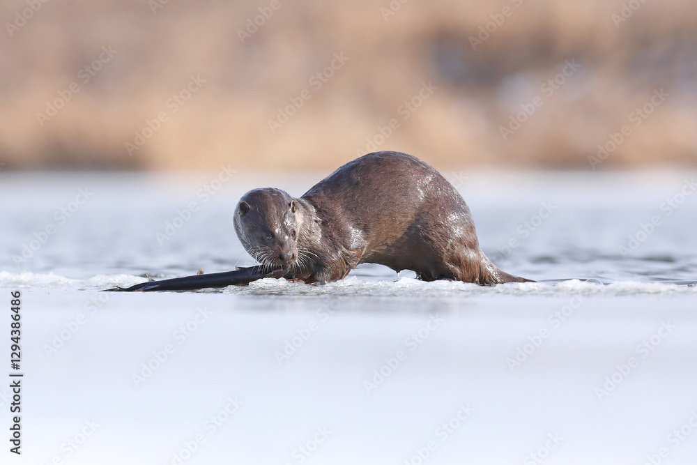 Wydra (Lutra lutra), otter
