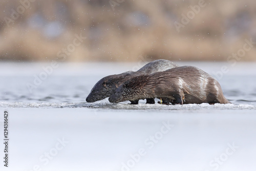 Obraz na płótnie Wydra (Lutra lutra), otter w salonie