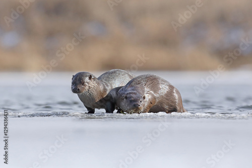 Obraz na płótnie Wydra (Lutra lutra), otter w salonie