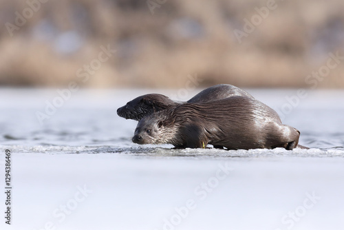 Obraz na płótnie Wydra (Lutra lutra), otter w salonie