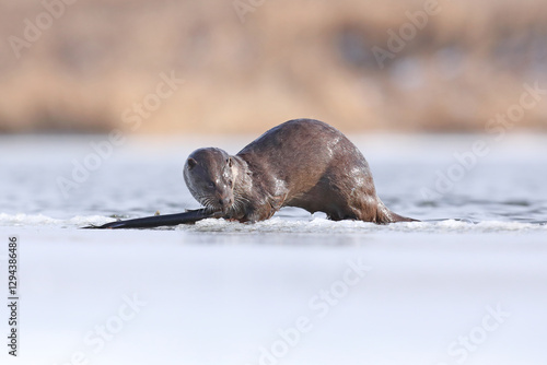 Obraz na płótnie Wydra (Lutra lutra), otter w salonie