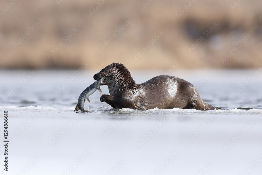 Wydra (Lutra lutra), otter