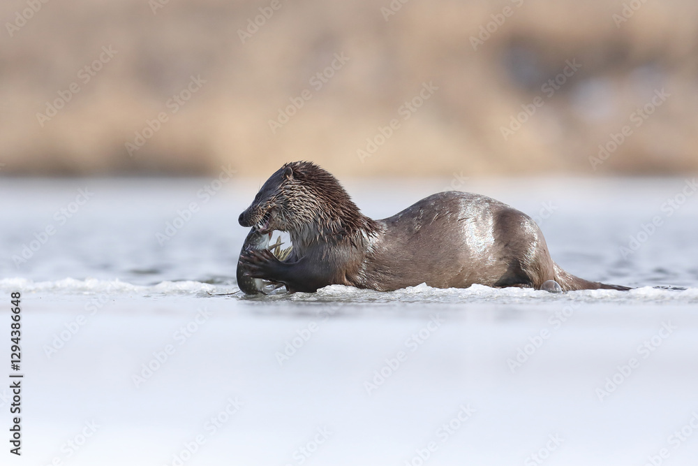 Wydra (Lutra lutra), otter