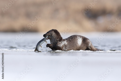 Obraz na płótnie Wydra (Lutra lutra), otter w salonie
