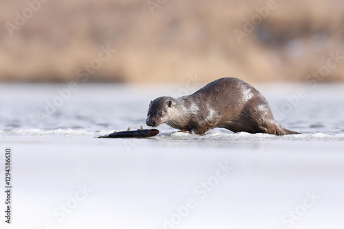 Obraz na płótnie Wydra (Lutra lutra), otter w salonie