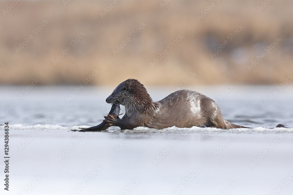 Wydra (Lutra lutra), otter