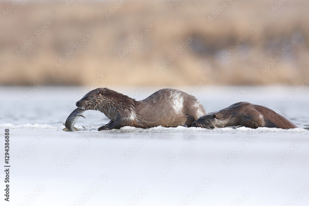 Wydra (Lutra lutra), otter