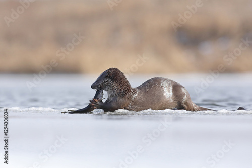 Obraz na płótnie Wydra (Lutra lutra), otter w salonie