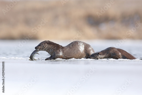 Obraz na płótnie Wydra (Lutra lutra), otter w salonie