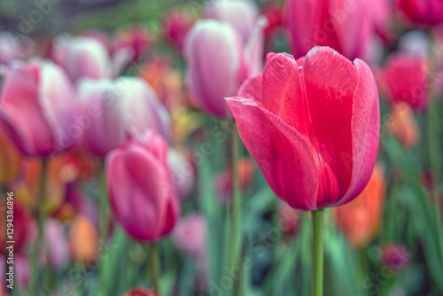 Tulip in bloom, early spring