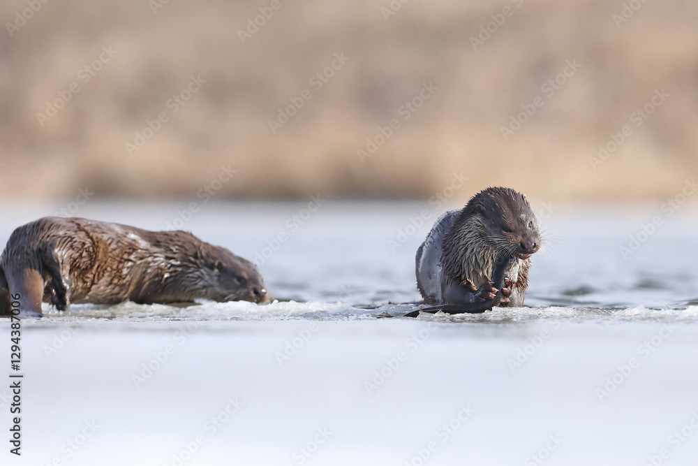 Wydra (Lutra lutra), otter
