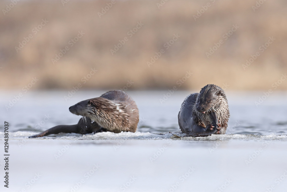 Wydra (Lutra lutra), otter