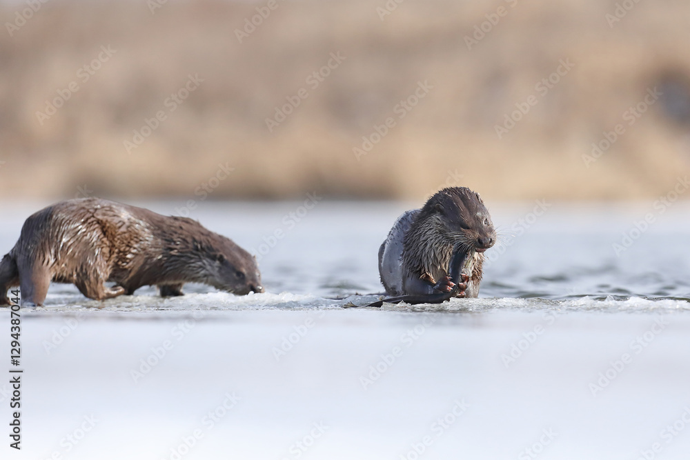 Wydra (Lutra lutra), otter