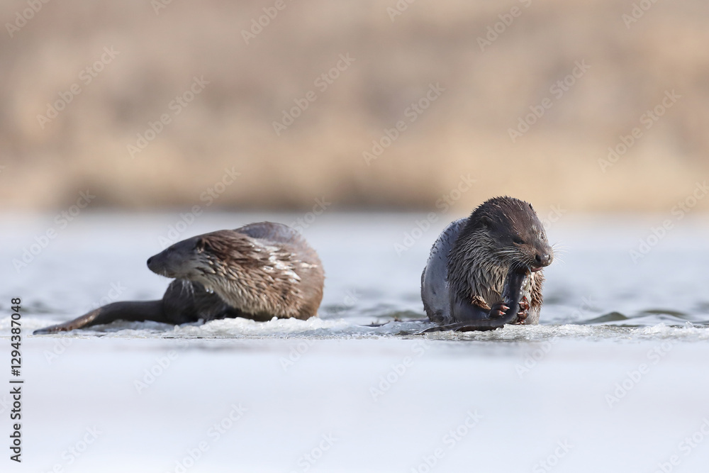 Wydra (Lutra lutra), otter