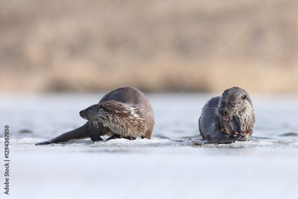 Wydra (Lutra lutra), otter