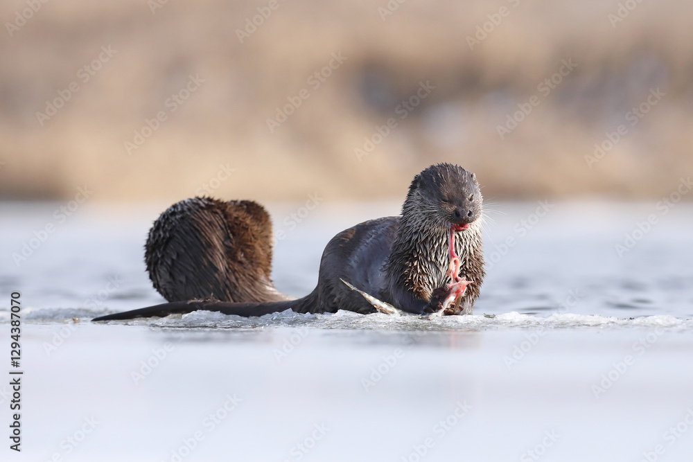 Wydra (Lutra lutra), otter