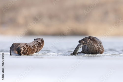 Obraz na płótnie Wydra (Lutra lutra), otter w salonie