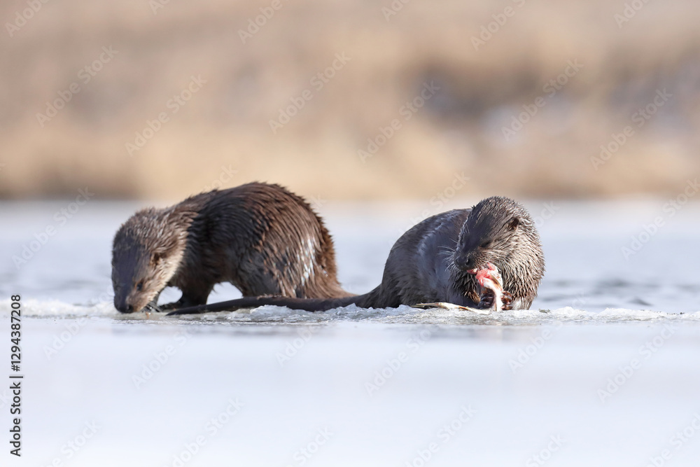 Wydra (Lutra lutra), otter