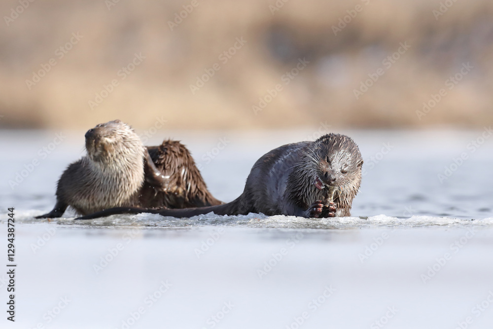 Wydra (Lutra lutra), otter