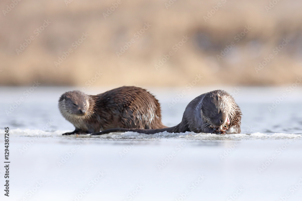 Wydra (Lutra lutra), otter