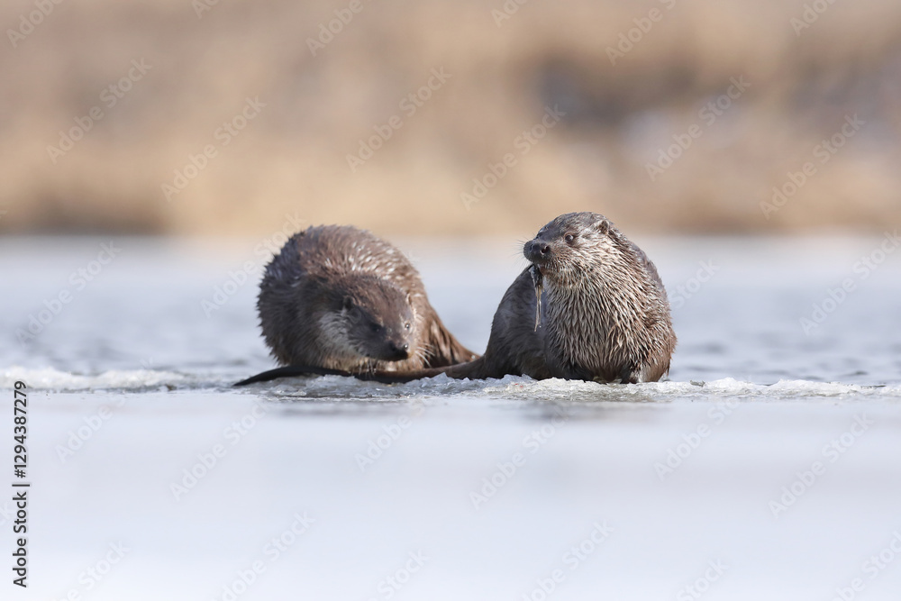 Wydra (Lutra lutra), otter