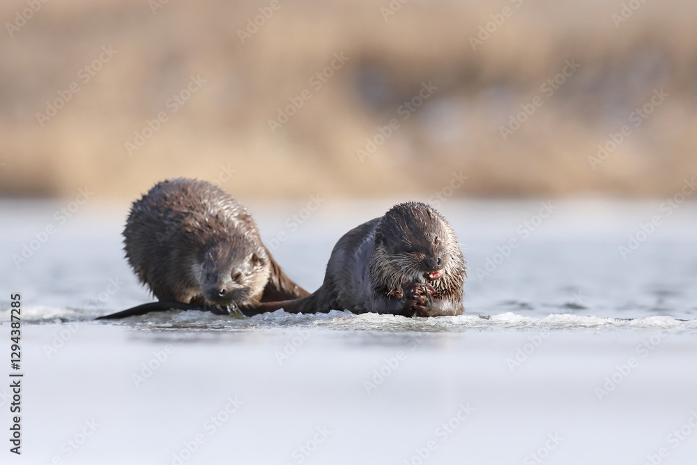 Wydra (Lutra lutra), otter