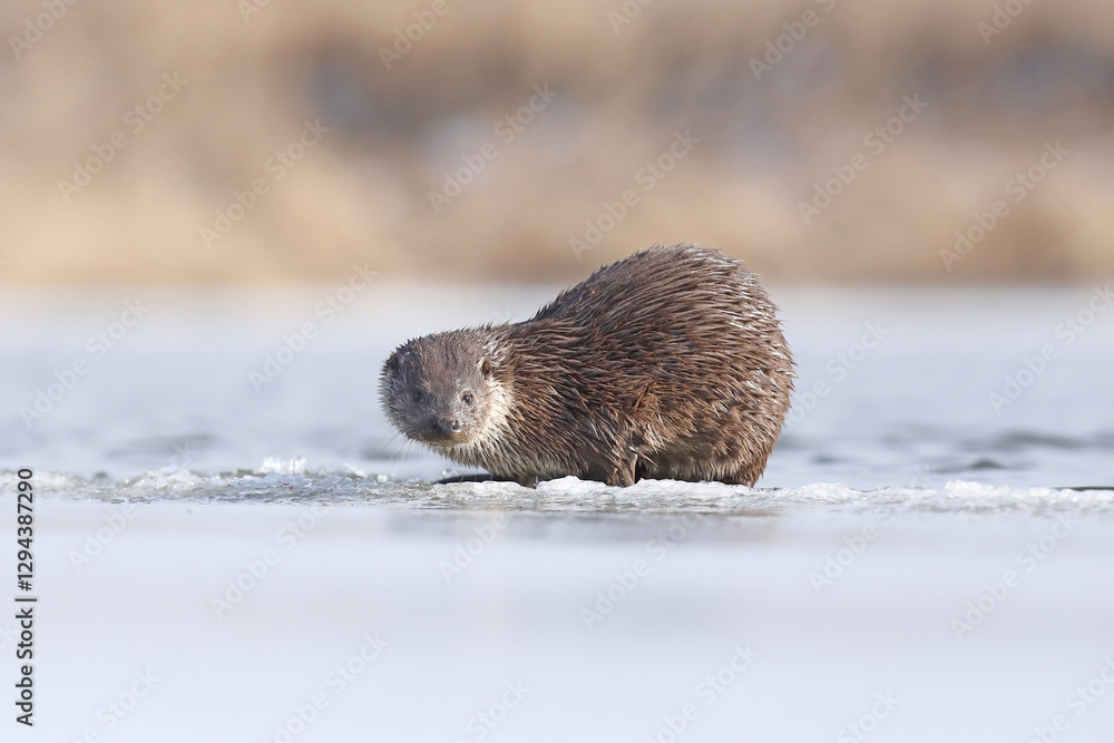 Wydra (Lutra lutra), otter
