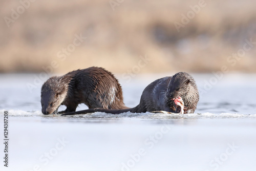 Obraz na płótnie Wydra (Lutra lutra), otter w salonie